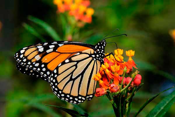 Animales en peligro de extinción: Mariposa Monarca