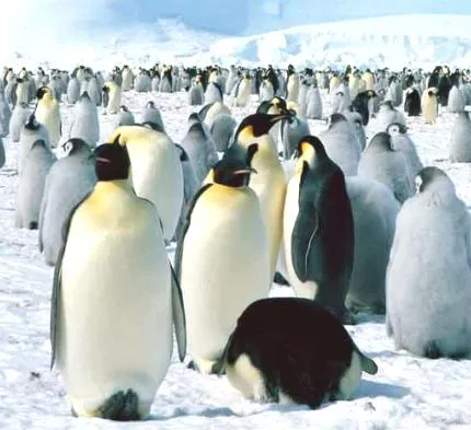 Animales en peligro de extincion - Taringa!