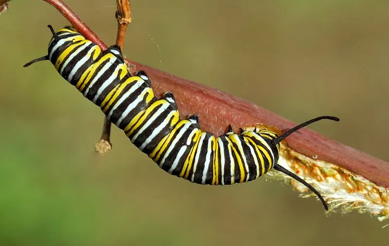 ANIMALES MAS PELIGROSOS DEL MUNDO: INSECTOS DAÑINOS PARA EL SER HUMANO