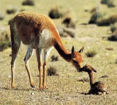 Animales peruanos - Taringa!