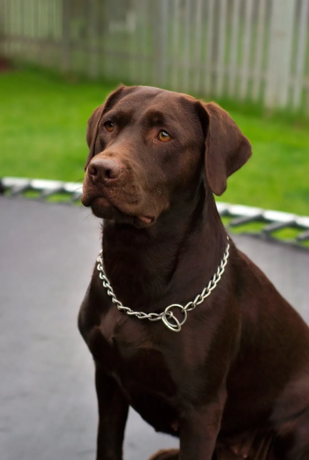 Animales en el Planeta: Labrador Retriever (El mejor amigo del ...