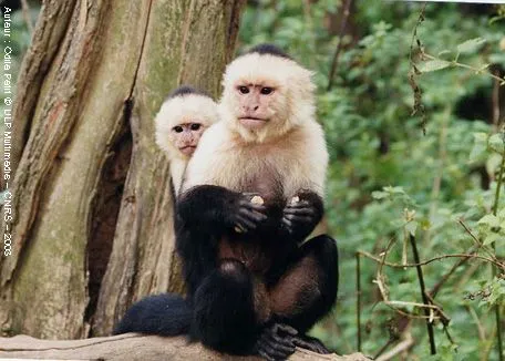Animales en el Planeta: El maicero Cariblanco, mico maicero, mico ...