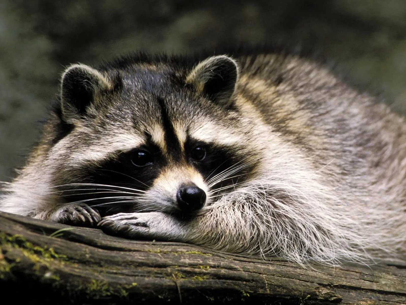 Animales en el Planeta: El mapache boreal, racuna, zorra manglera ...