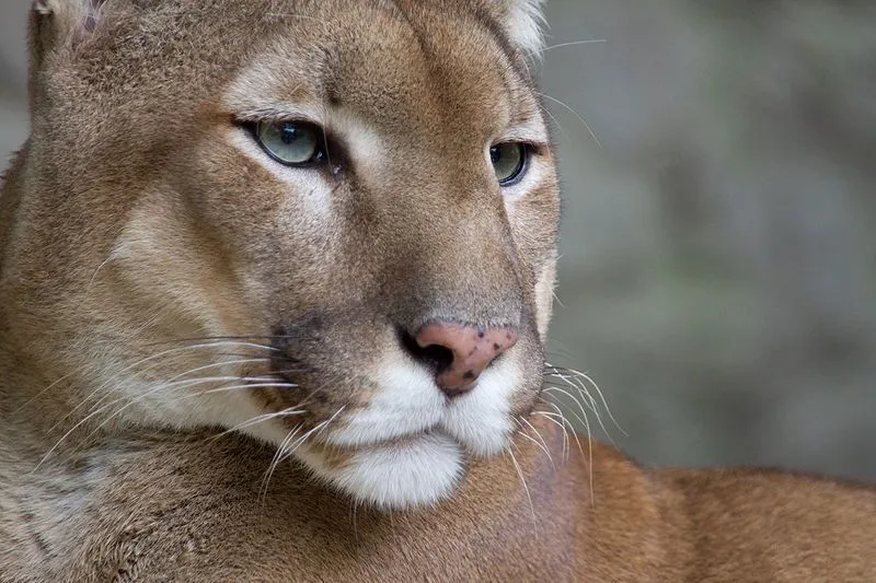 Animales en el Planeta: El puma, león de montaña, león o pantera ...