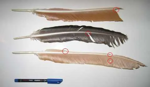 Animales y Plantas de la Alpujarra