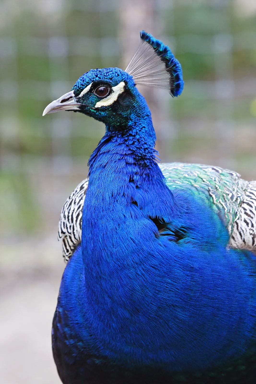 Animales Con Plumas