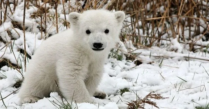 Animales poniéndose de pie por primera vez en su vida