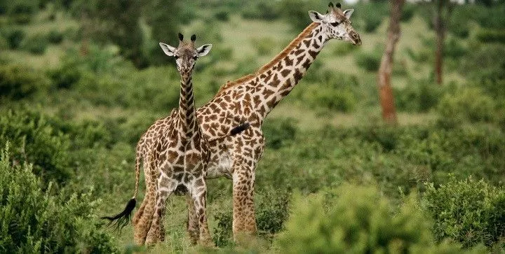 Animales poniéndose de pie por primera vez en su vida