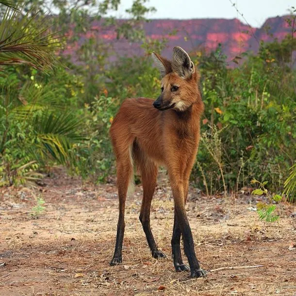 Animales reales - Imagui