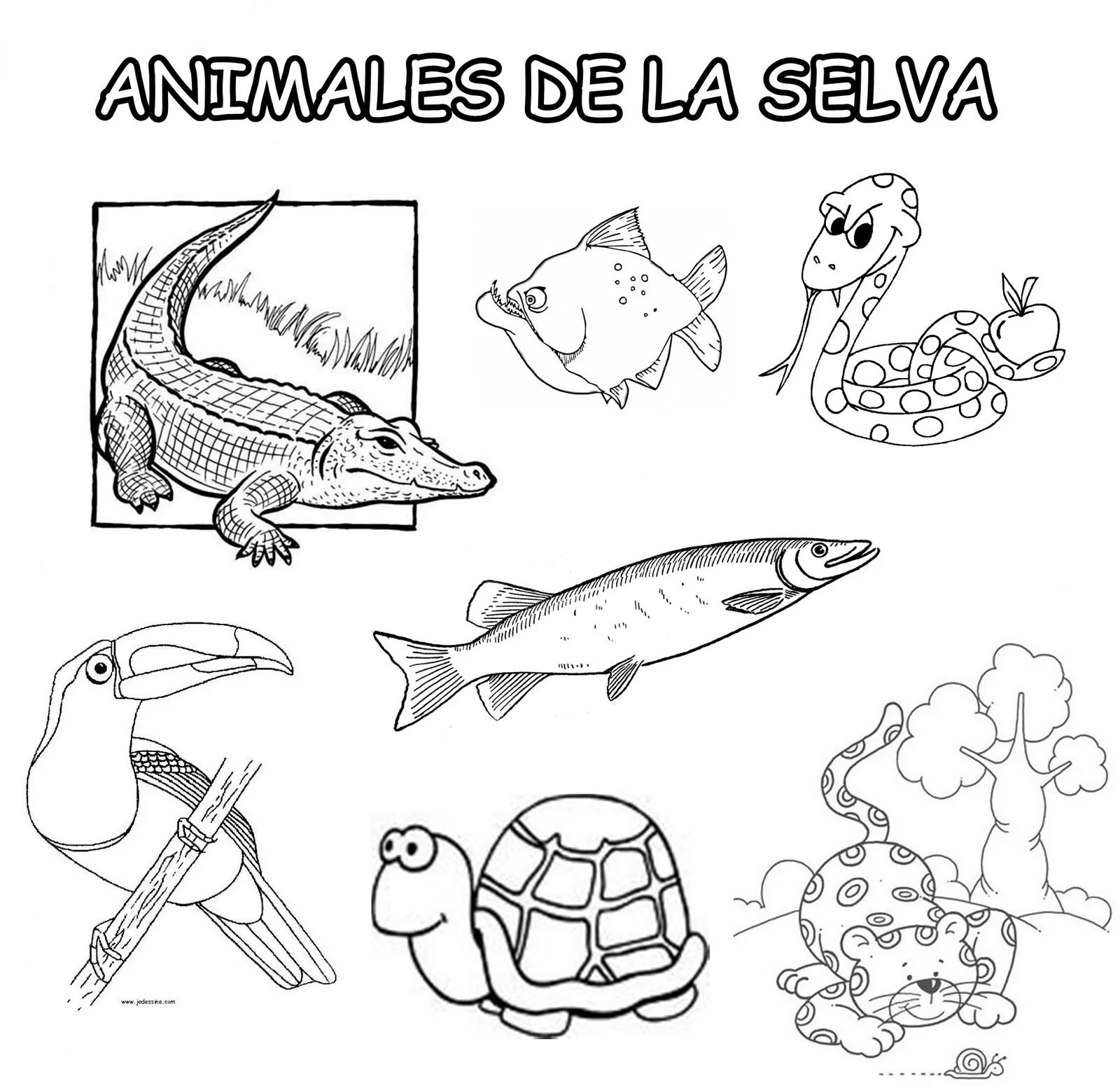 Animales de la region de la sierra para colorear - Imagui