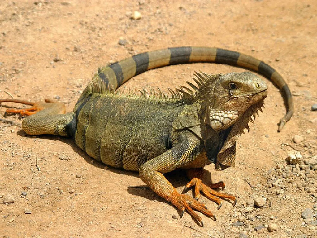 cuales son los animales reptiles | Cuidar de tu mascota es facilisimo.