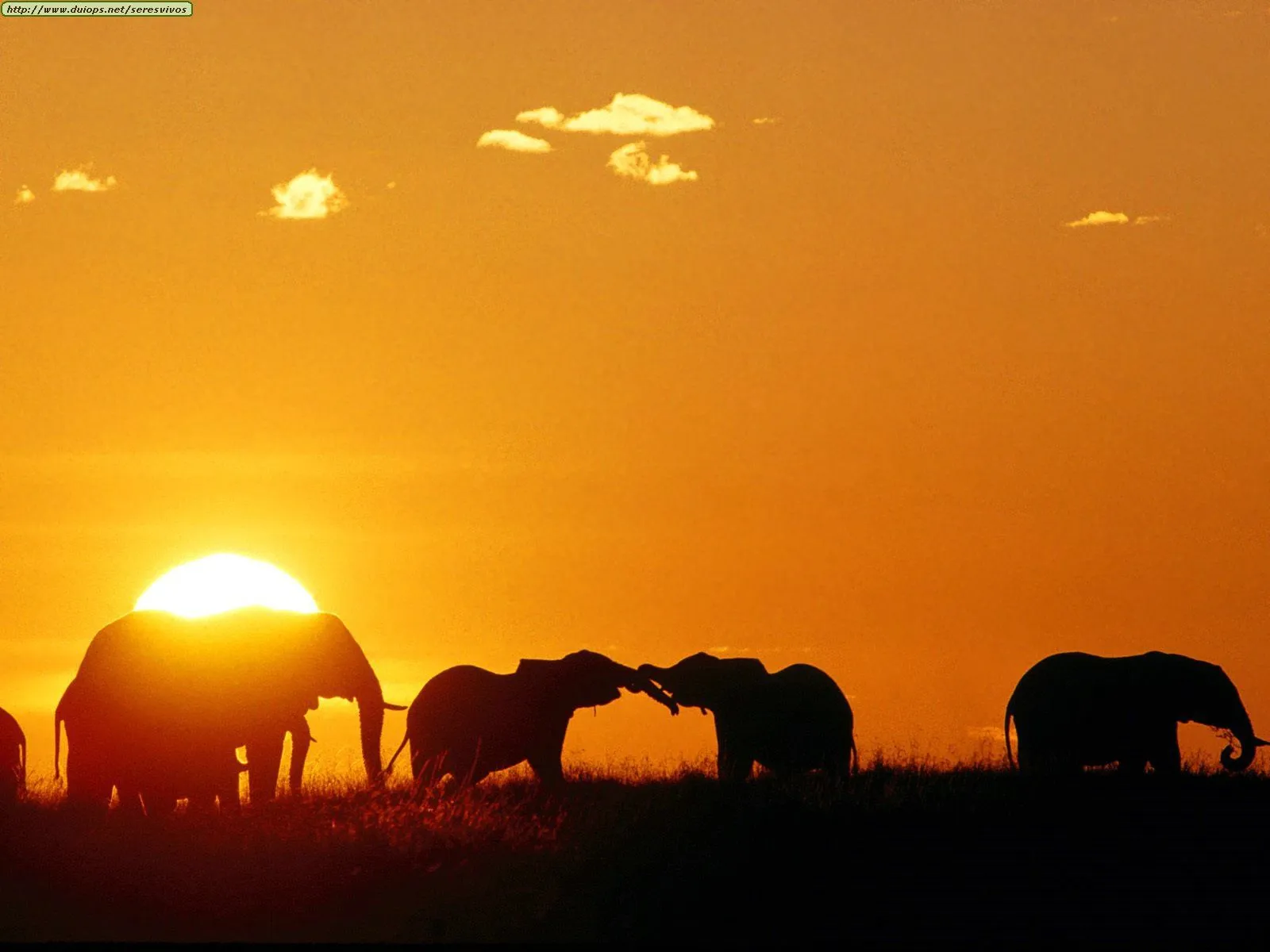  ... de animales que hay en la sabana africana a cual de estos animales te