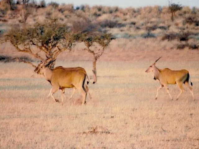 Animales de la sabana africana - Taringa!