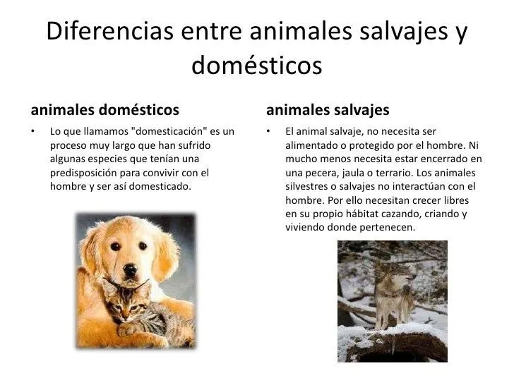 animales-salvajes-5-728.jpg?cb ...