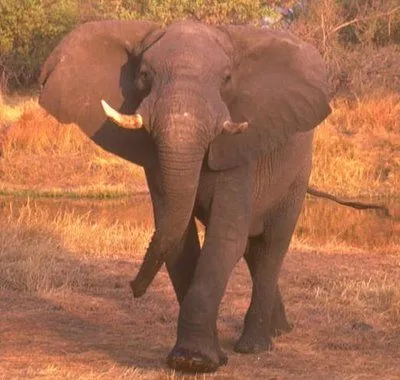 Animales salvajes de africa - Imagui