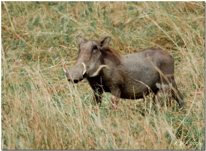 Animales salvajes de África - Taringa!