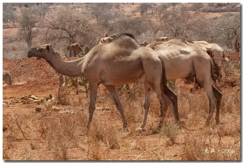 Animales salvajes de África - Taringa!