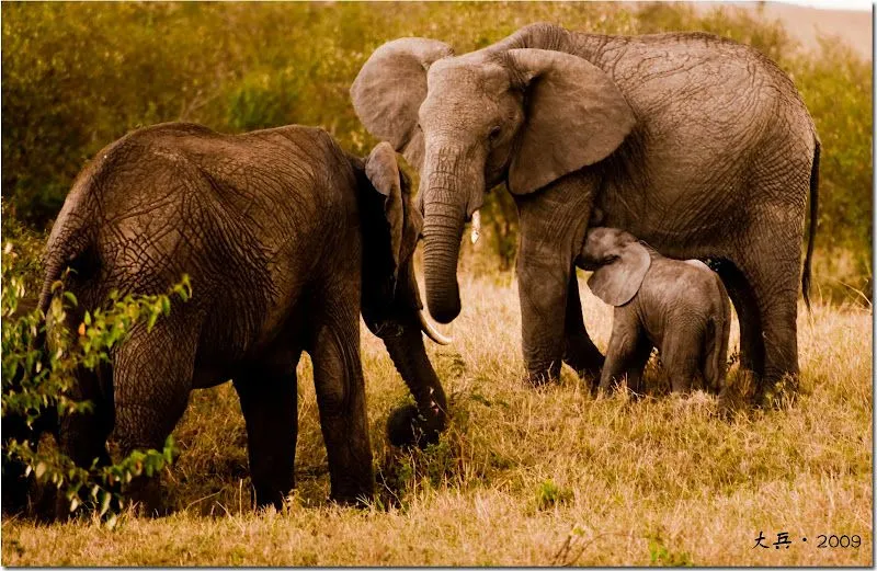 Animales salvajes de África - Taringa!