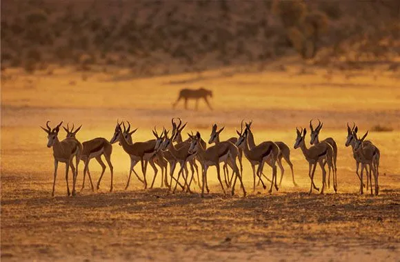 animales salvajes: animales del africa