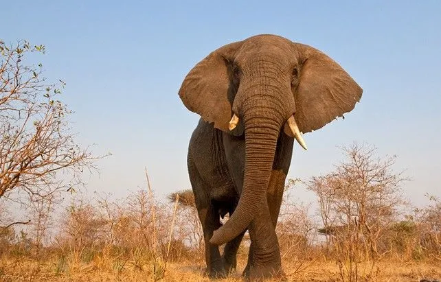 Fotografías de animales salvajes en África, con "BeetleCam" las ...