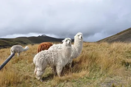 Imagenes de los animales de la sierra - Imagui