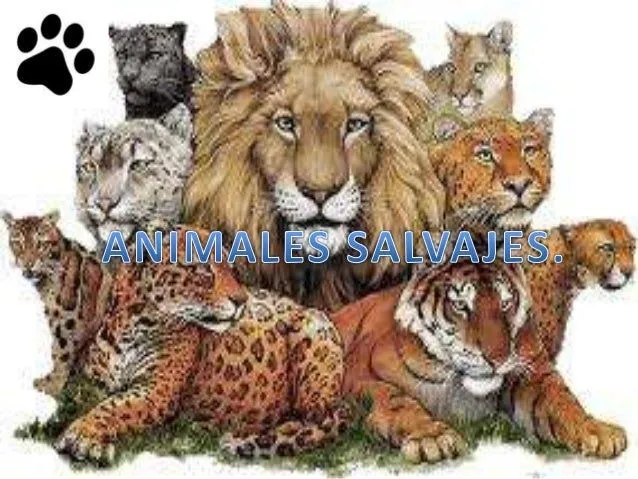 Animales salvajes y Domesticos