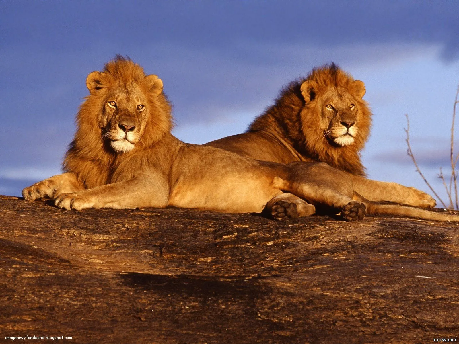 Animales salvajes Imagen África en HD - Imagui