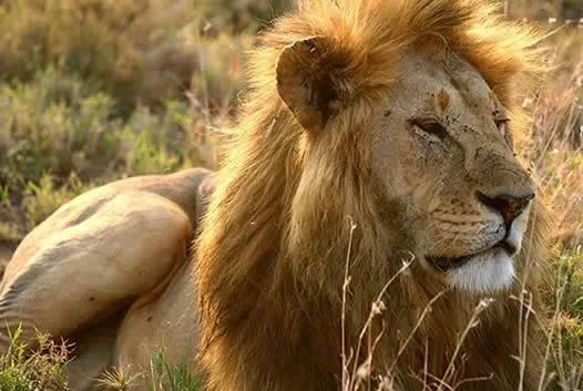 El León enamorado de la hija del Labrador | Reflexiones Diarias