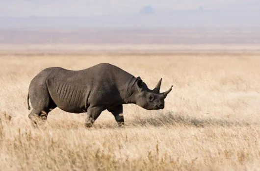 Ver animales salvajes en Ngorongoro - Tanzania