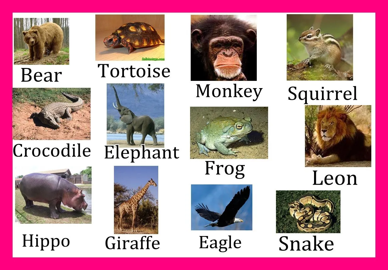 Animales salvajes con sus nombres en inglés - Imagui