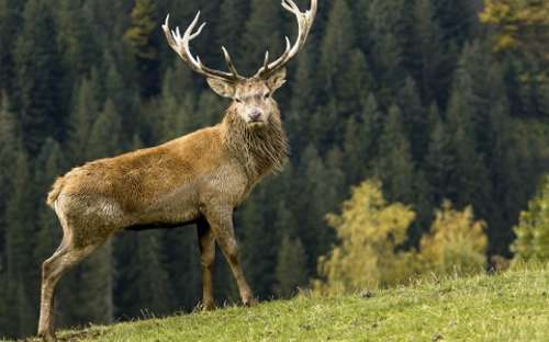 Animales salvajes en el Parque Aurach