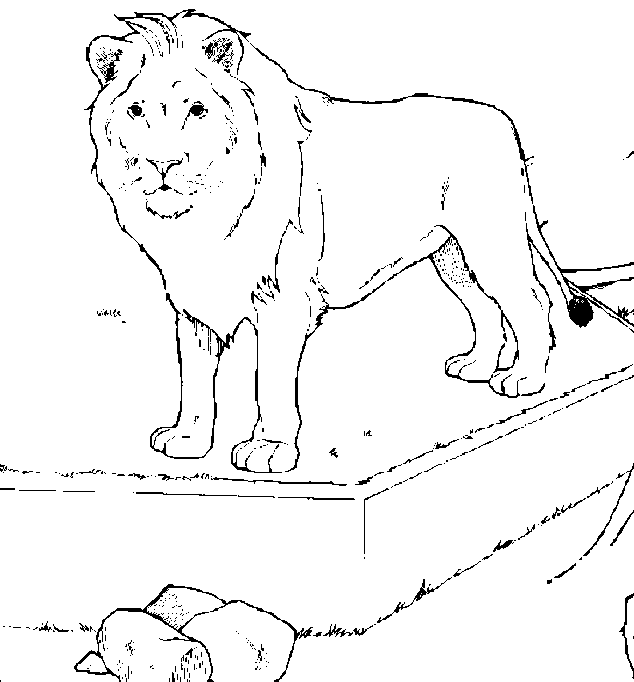 Dibujos para colorear de leones salvajes - Imagui