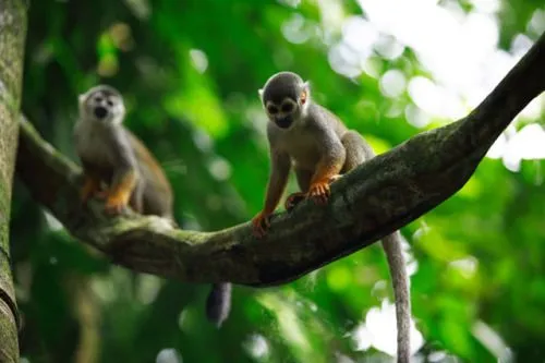 ANIMALES SEGÚN SU HÁBITAT