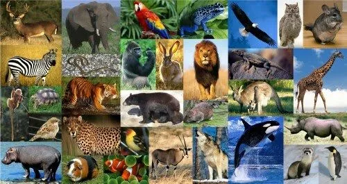 ANIMALES SEGÚN SU REPRODUCCIÓN