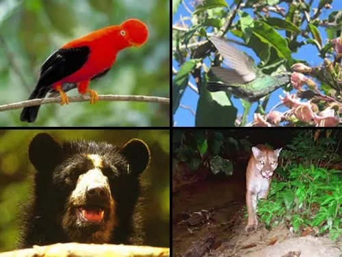 Animales De La Selva Baja Del Peru