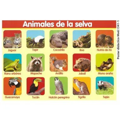 Animales de la selva con sus nombres - Imagui