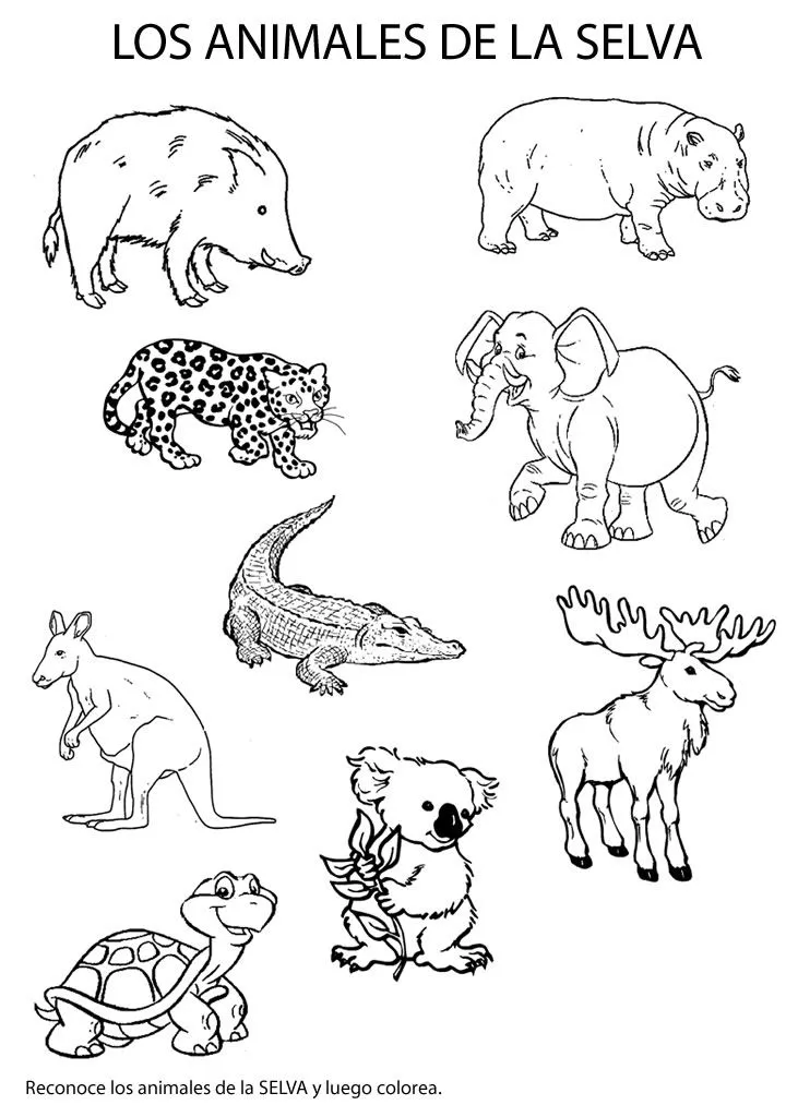 Animales de la selva peruana para colorear - Imagui