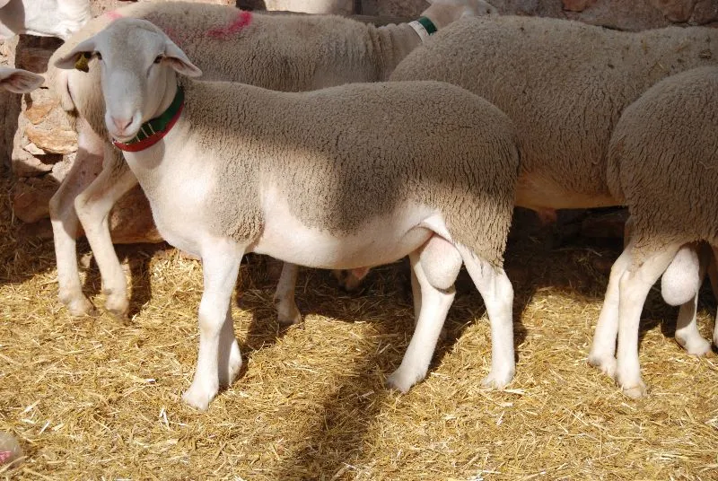 El rochero Ganaderia