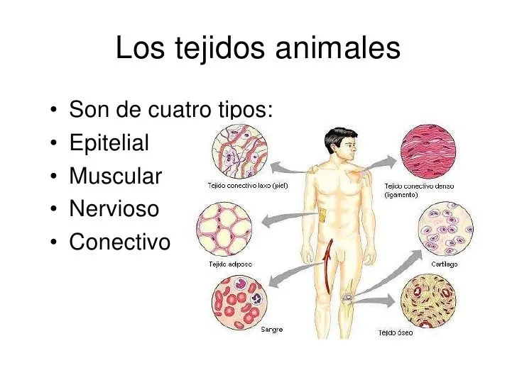 Tipos de tejidos - Tipos De