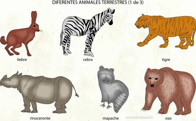 animales terrestres. | diversidad de animales.