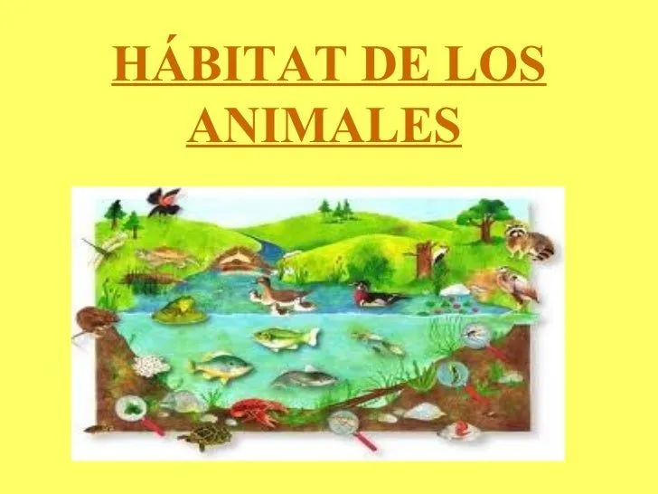 Que son los animales terrestres para niños - Imagui