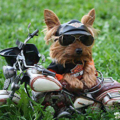 ANIMALES TIERNOS Y DIVERTIDOS: PERRITOS TIERNOS Y GRACIOSOS