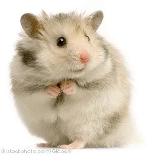 animales tiernos: hamsters