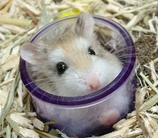 animales tiernos: hamsters