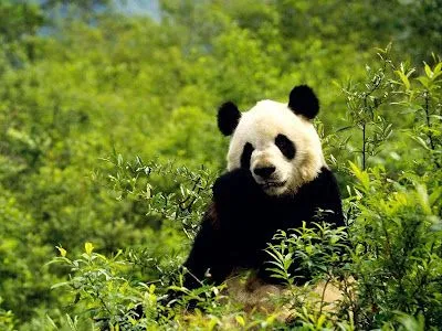 Pandas tiernos - Imagui