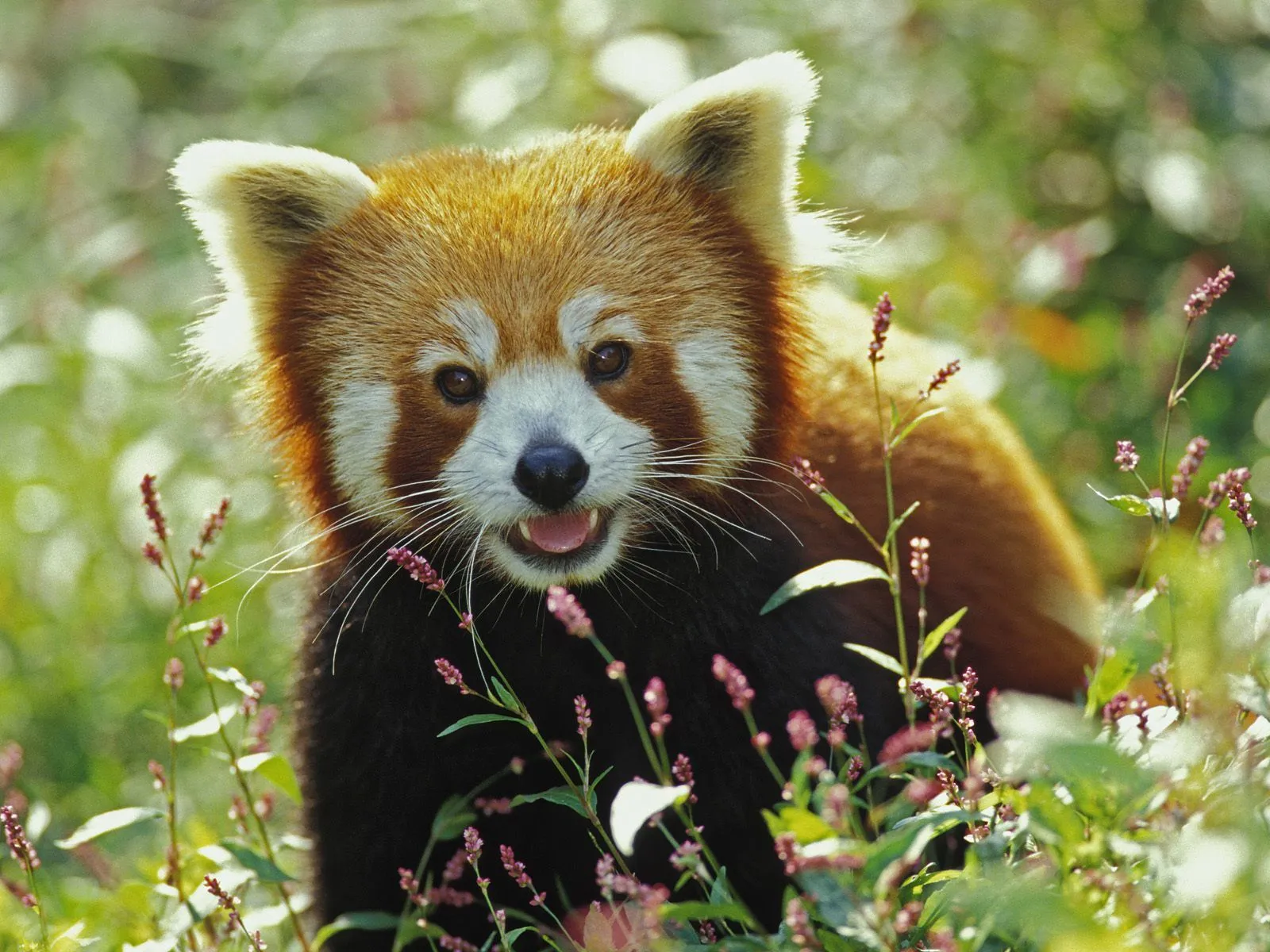 Animales tiernos, salvajes y a la vez divertidos III