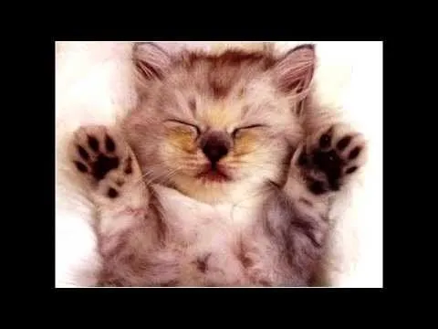 Animales Tiernos - YouTube