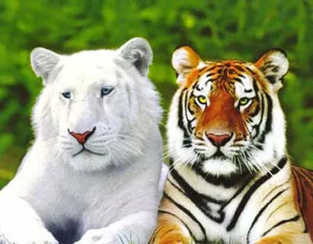 Animales: Los tigres blanco