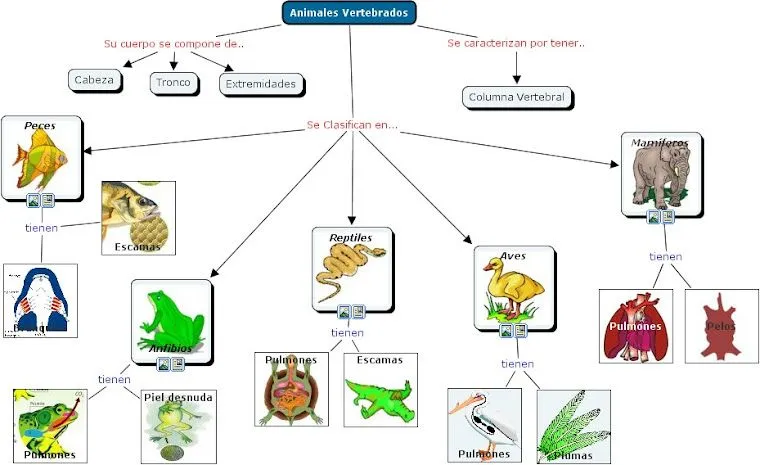 ANIMALES VERTEBRADOS