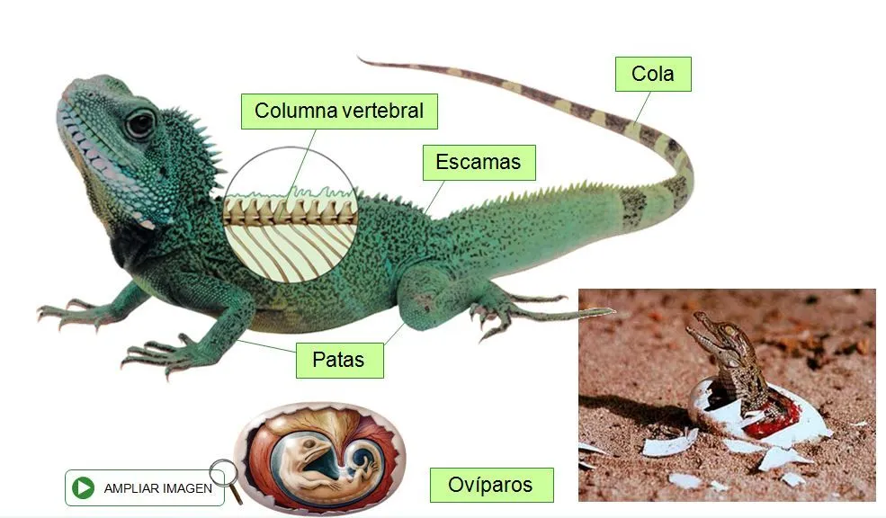 LOS ANIMALES VERTEBRADOS